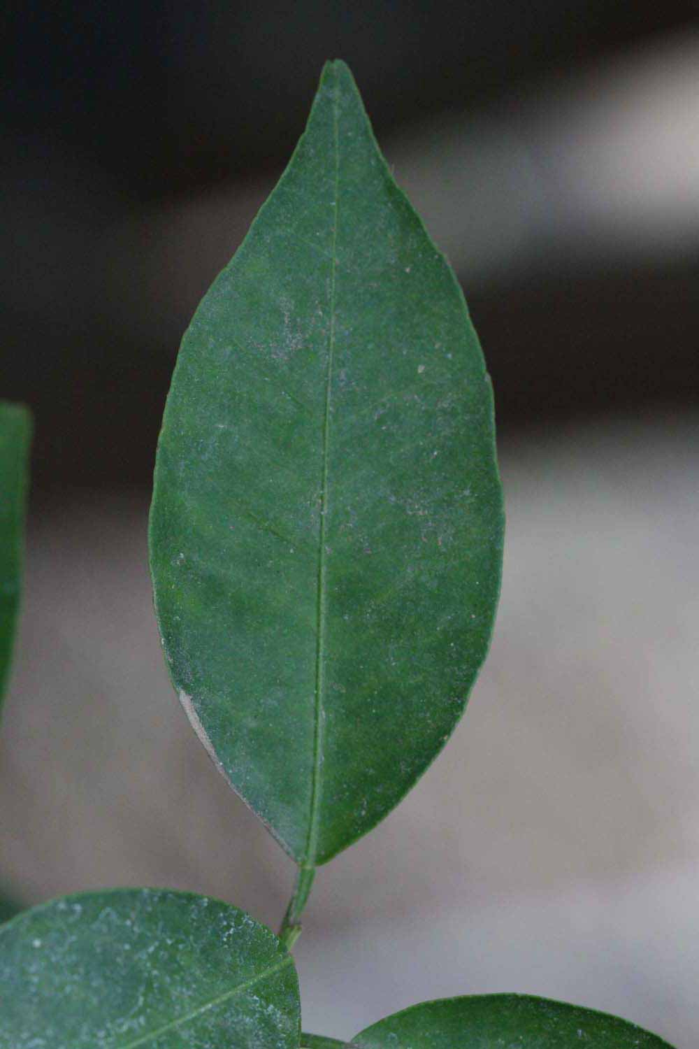              Unifoliolate leaf (Riverside, CA)       